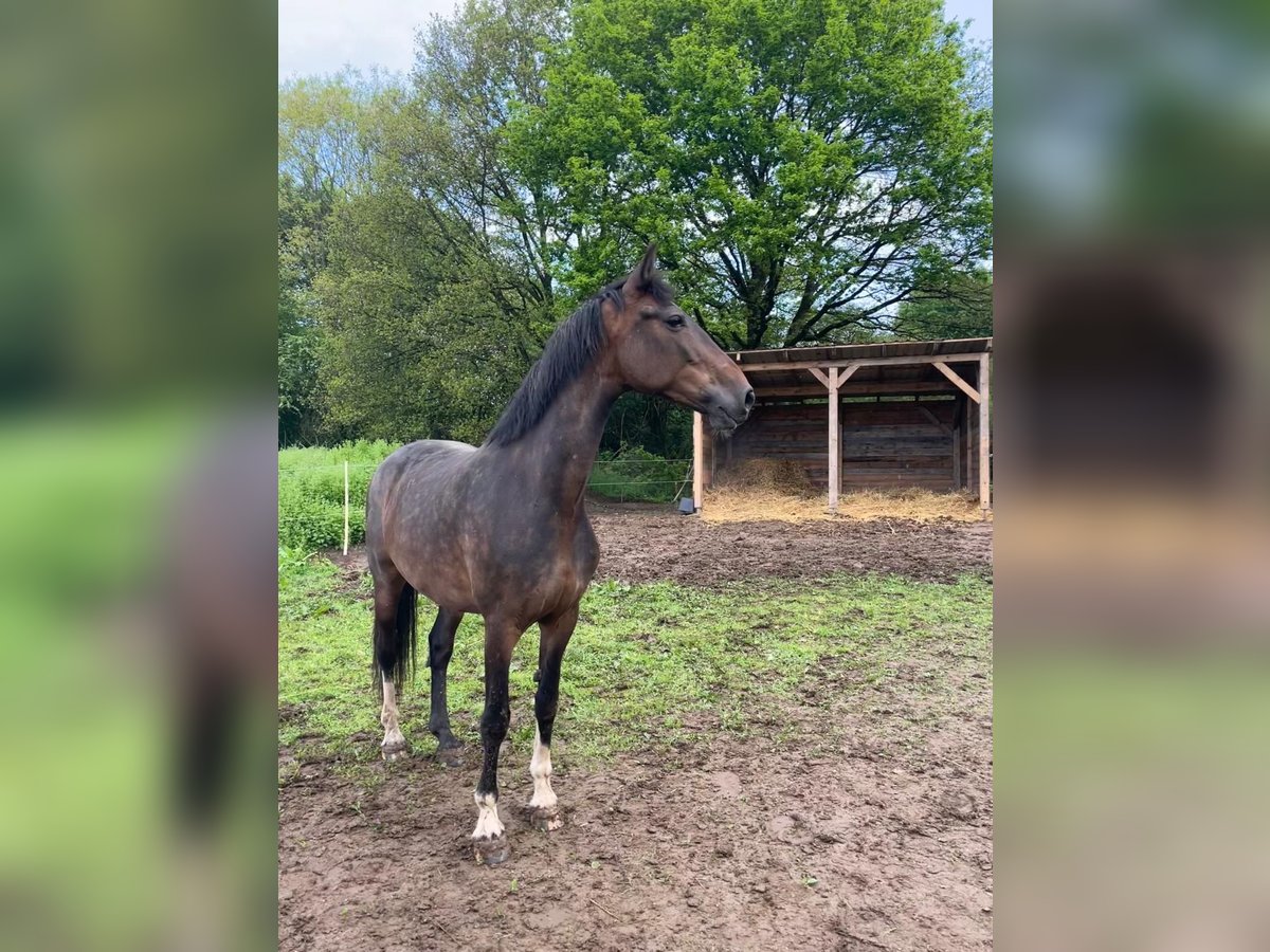 KWPN Merrie 11 Jaar 165 cm in Kleinmaischeid