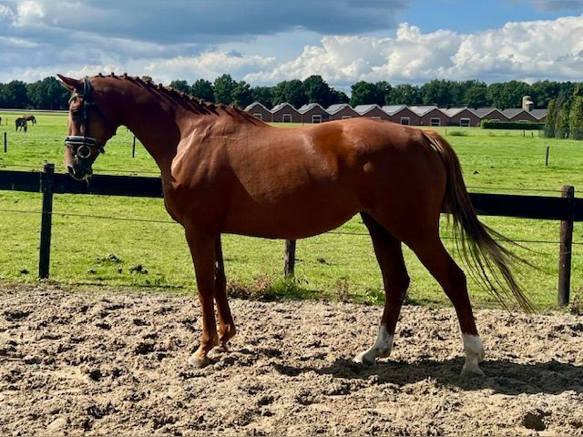 KWPN Merrie 11 Jaar 165 cm Vos in Putten