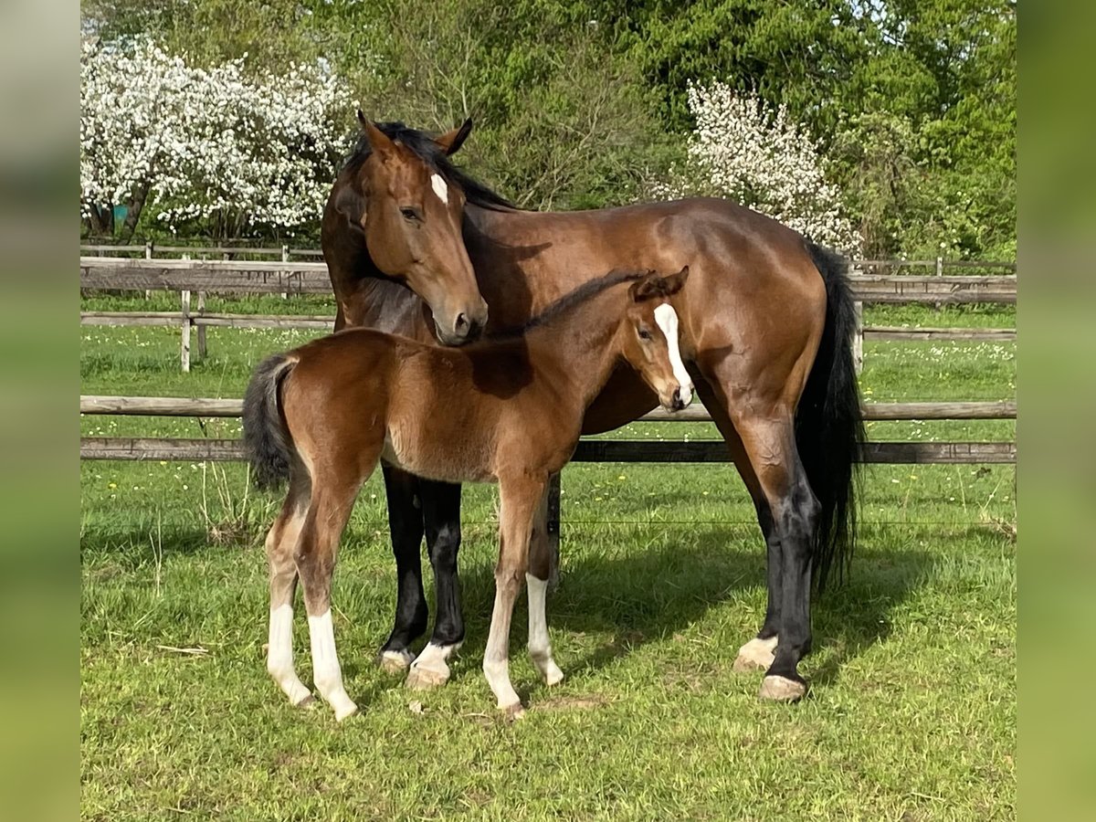 KWPN Merrie 11 Jaar 166 cm Bruin in Wehretal