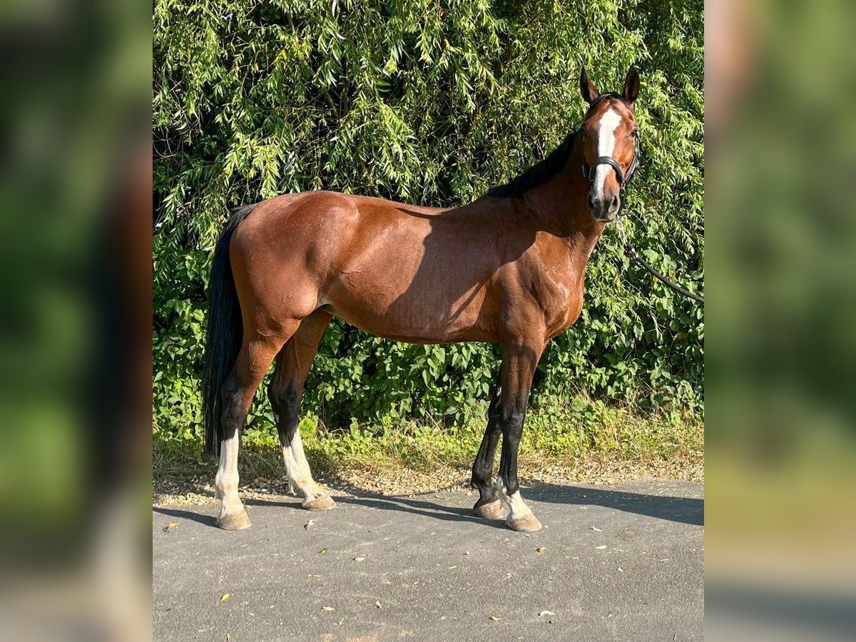 KWPN Merrie 11 Jaar 172 cm Bruin in Götzendorf an der Leitha KWPN Merrie 11 Jaar 172 cm Bruin in Götzendorf an der Leitha