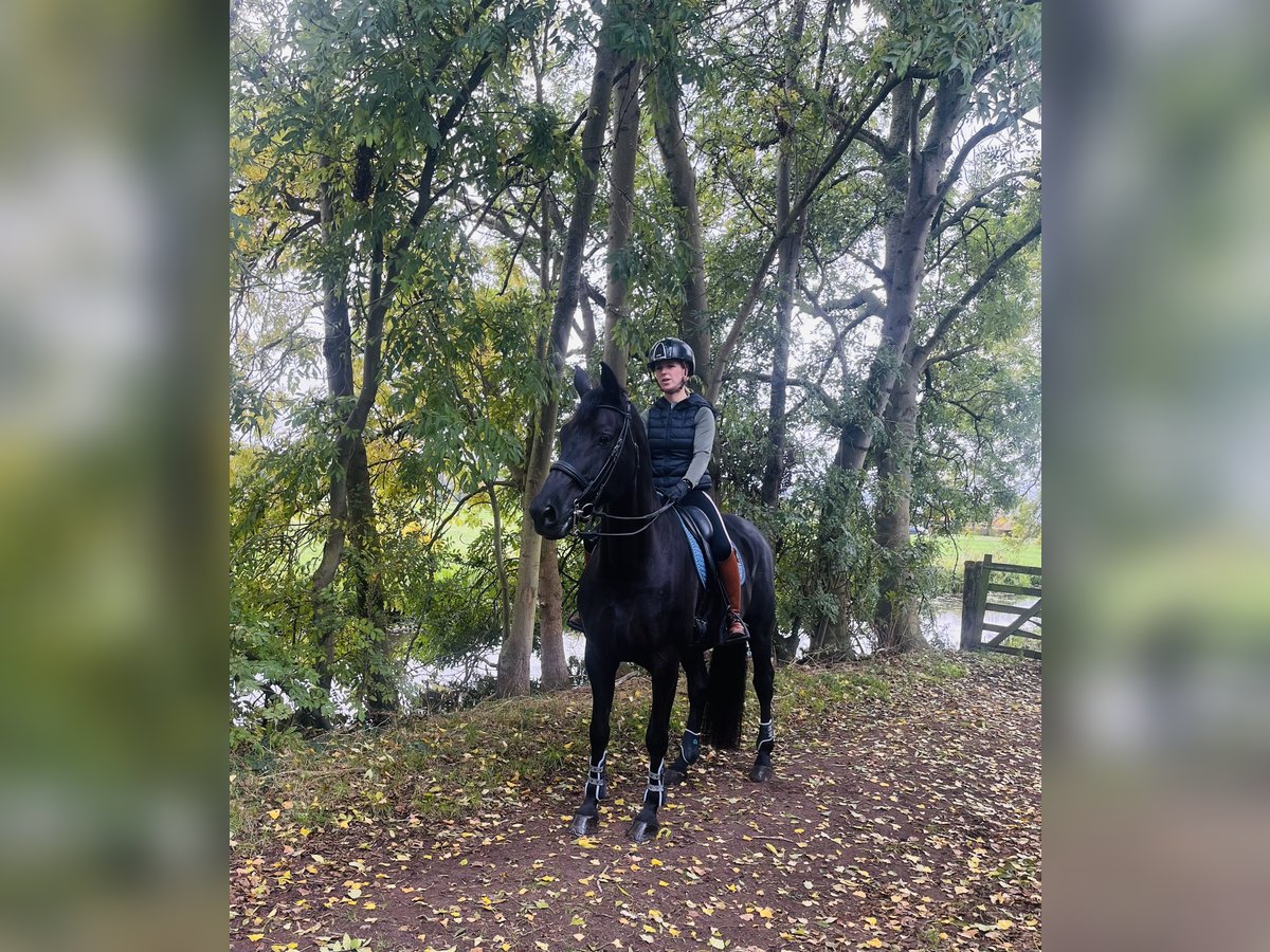 KWPN Merrie 11 Jaar 172 cm Zwartbruin in Dordrecht KWPN Merrie 11 Jaar 172 cm Zwartbruin in Dordrecht