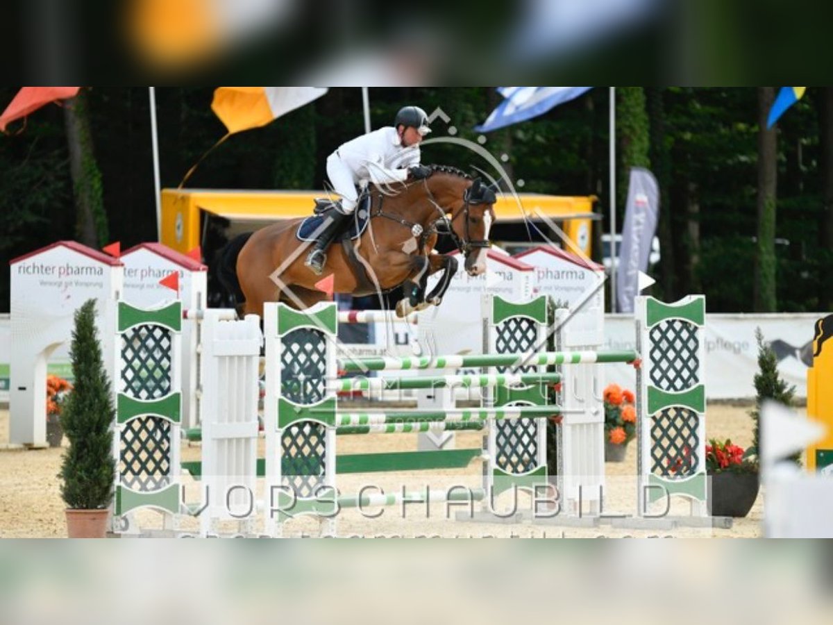 KWPN Merrie 11 Jaar 173 cm Bruin in Simmershofen