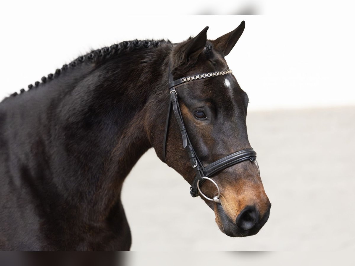 KWPN Merrie 12 Jaar 164 cm Bruin in Heerde