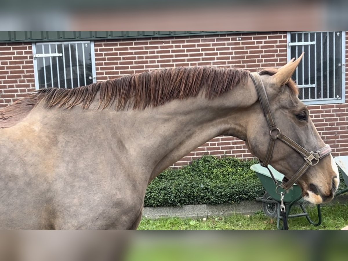 KWPN Merrie 12 Jaar 165 cm Donkere-vos in Oud Gastel