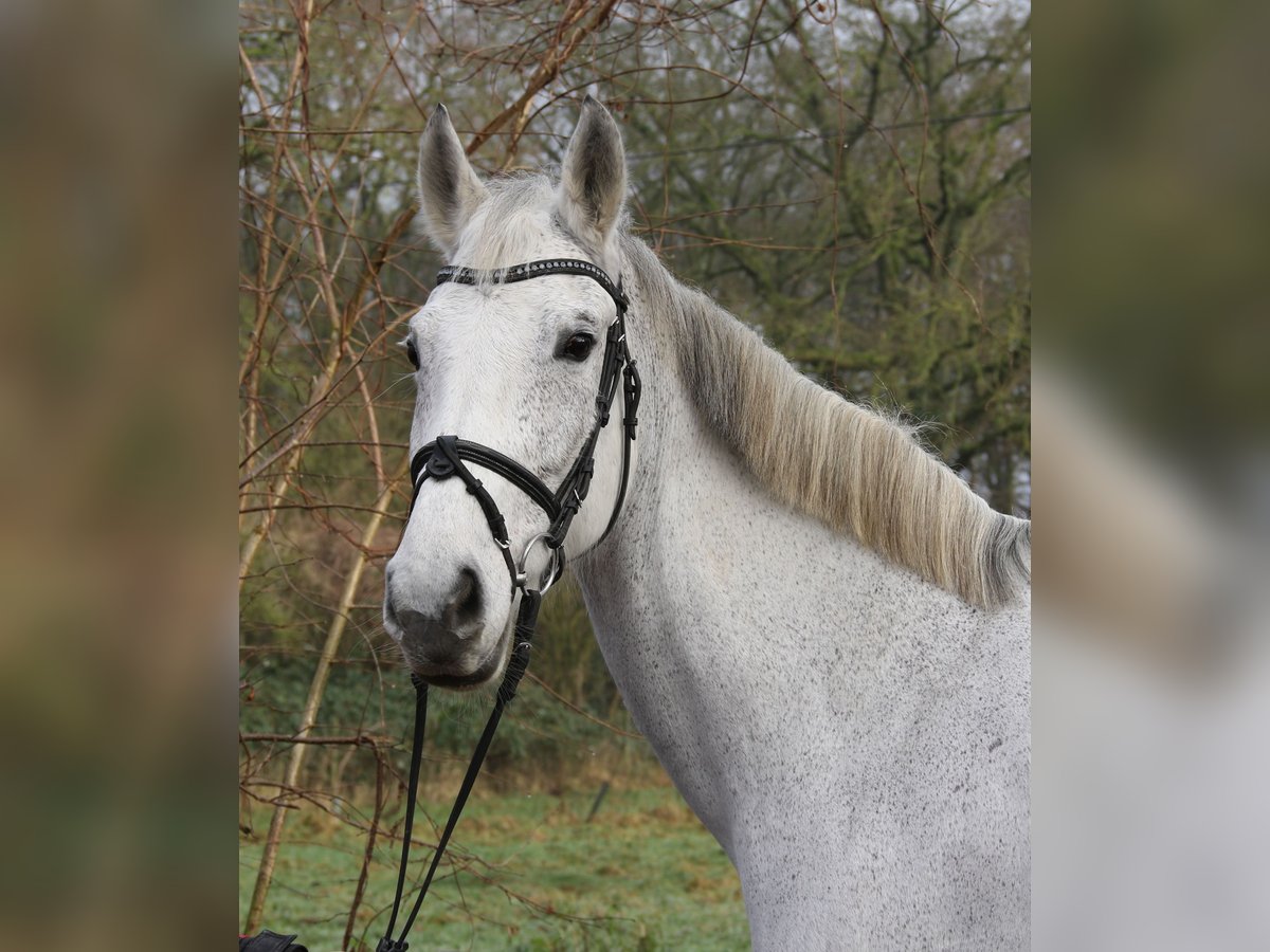 KWPN Merrie 12 Jaar 166 cm Appelschimmel in Wachtendonk