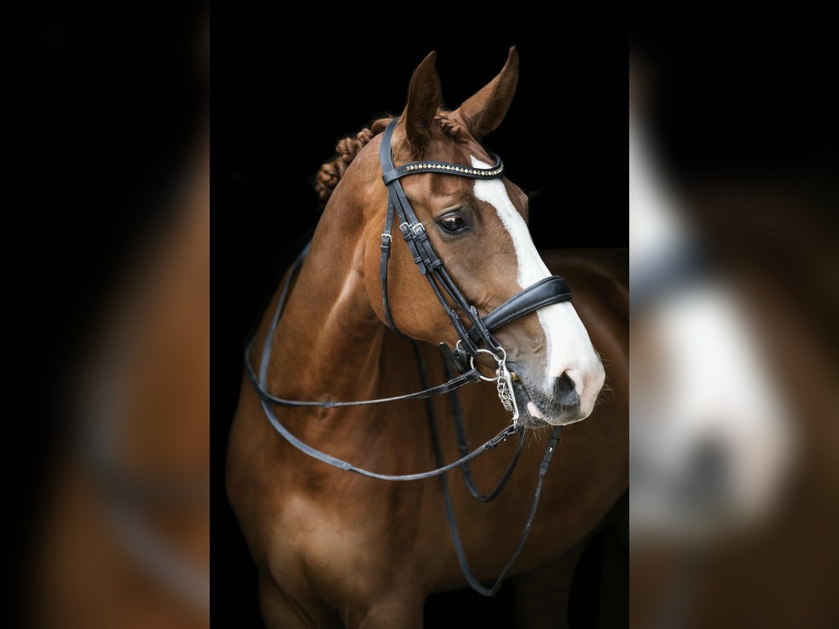 KWPN Merrie 12 Jaar 166 cm Vos in Neeritter