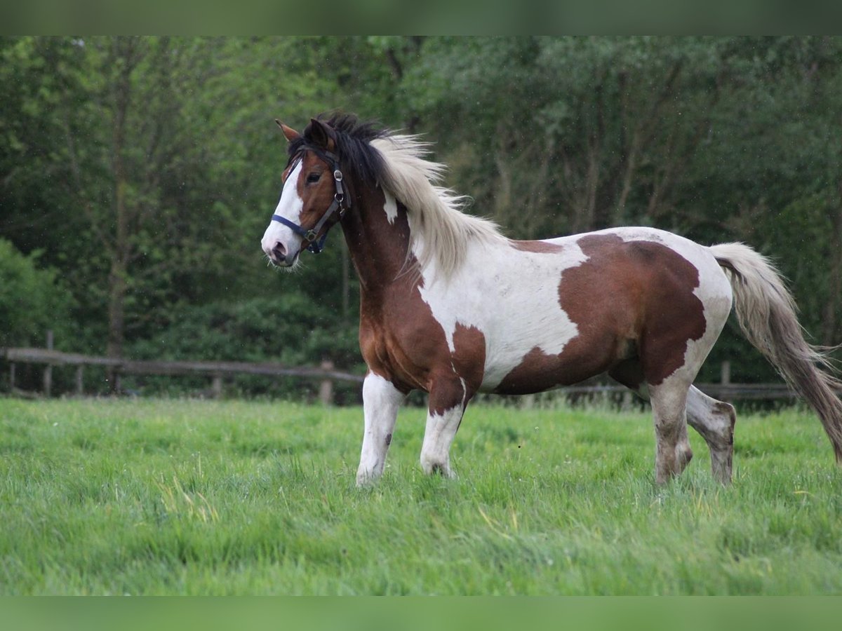 KWPN Merrie 12 Jaar 167 cm Gevlekt-paard in Dinslaken