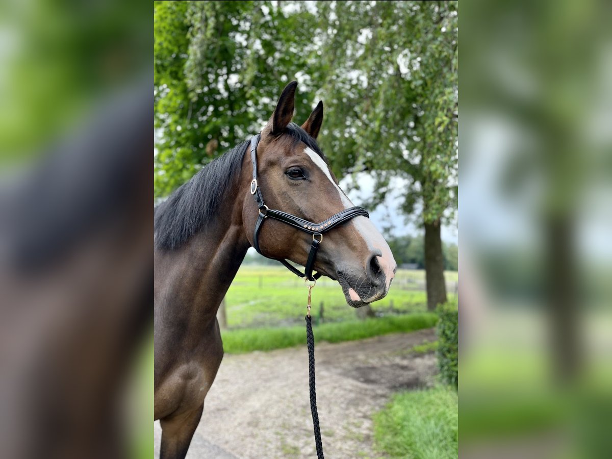 KWPN Merrie 12 Jaar 176 cm Bruin in Vaassen