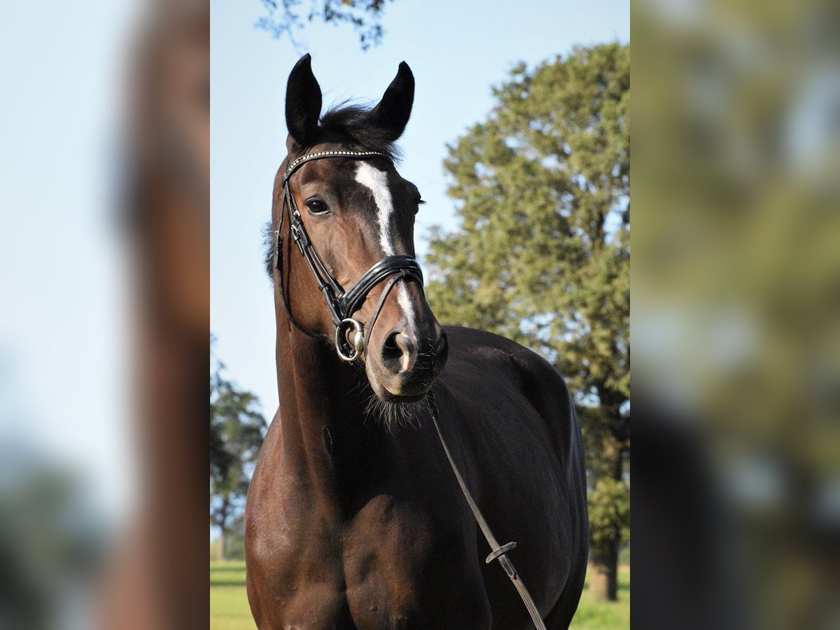 KWPN Merrie 13 Jaar 170 cm Zwartbruin in Markelo