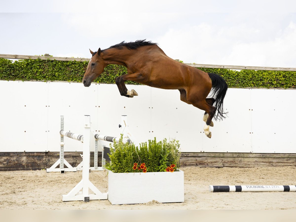KWPN Merrie 13 Jaar 177 cm Bruin in Waddinxveen