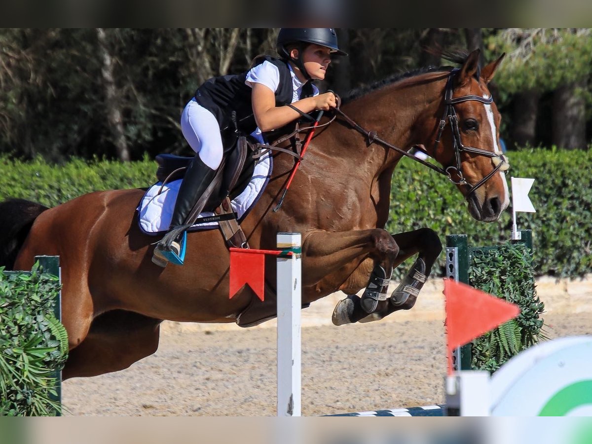KWPN Merrie 14 Jaar 163 cm Bruin in Bottrop -Kirchhellen