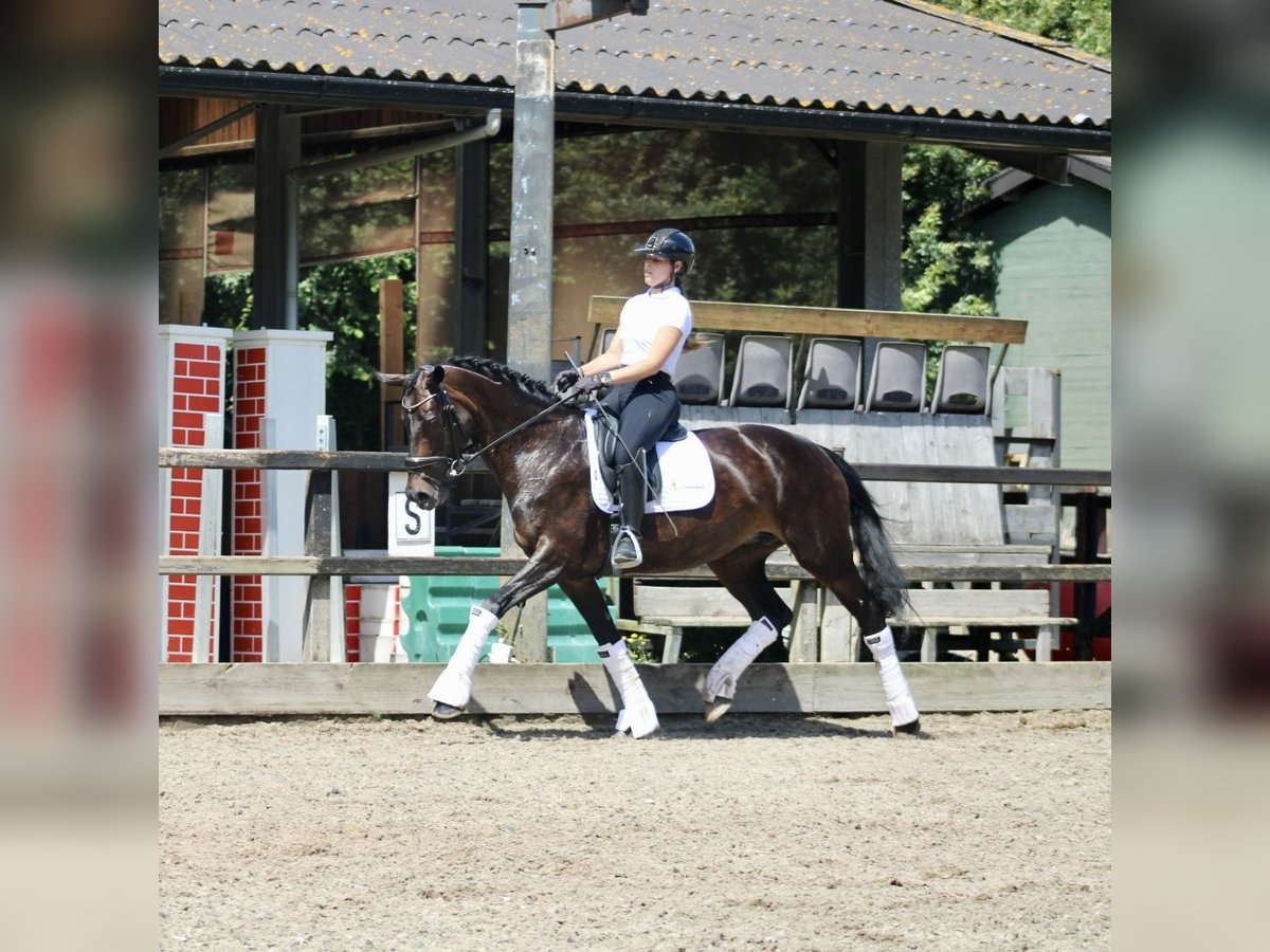 KWPN Merrie 14 Jaar 166 cm Donkerbruin in Heemskerk