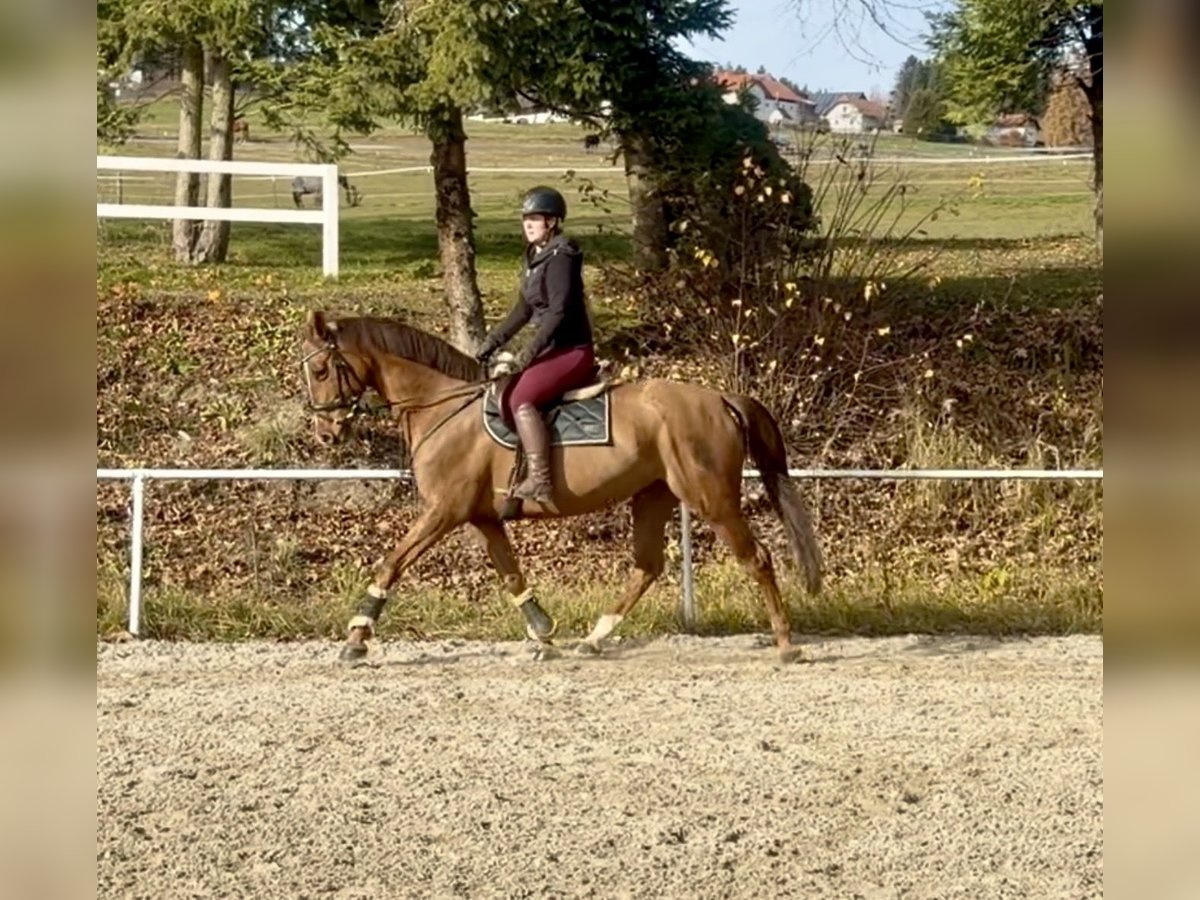 KWPN Merrie 14 Jaar 167 cm Vos in Pelmberg