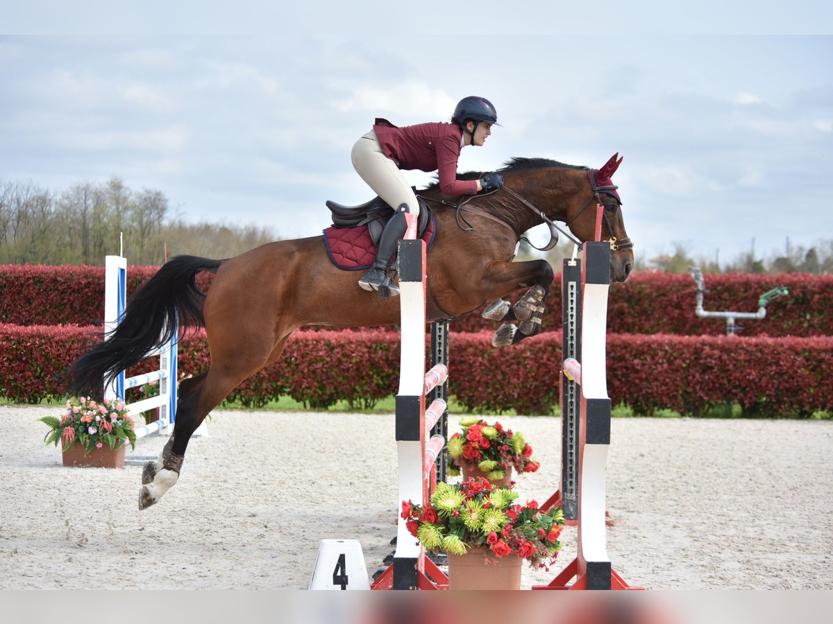 KWPN Merrie 14 Jaar 168 cm Bruin in Antegnate