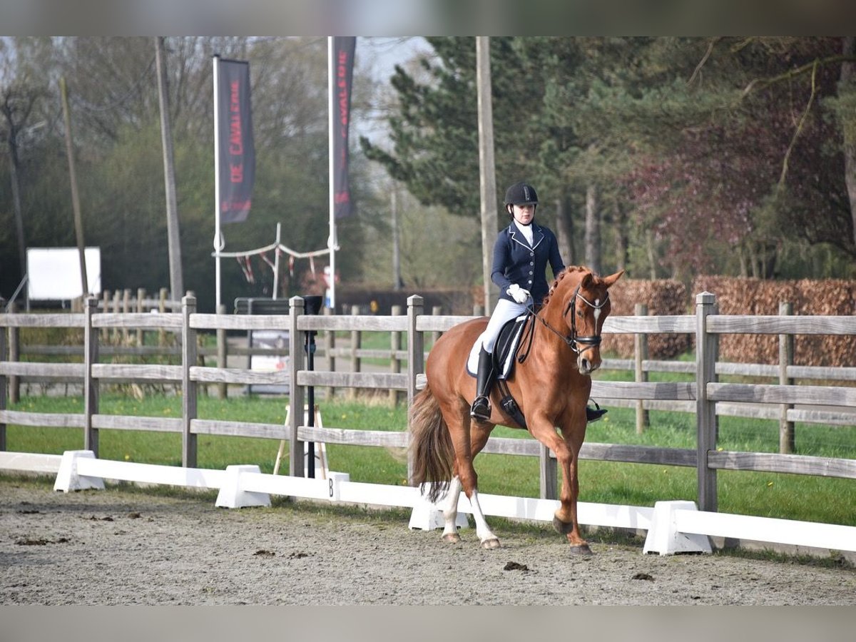 KWPN Merrie 14 Jaar 168 cm Vos in Brecht