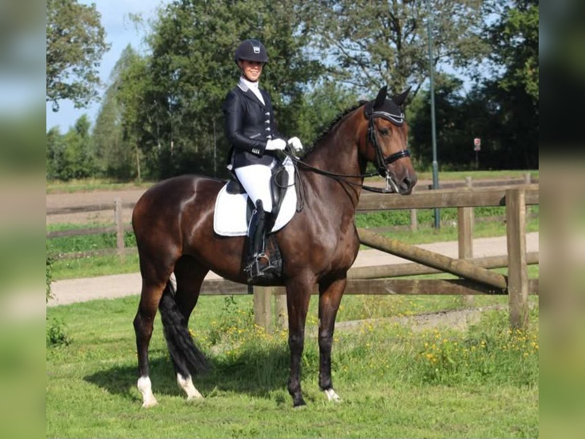 KWPN Merrie 14 Jaar 170 cm Donkerbruin in Esch