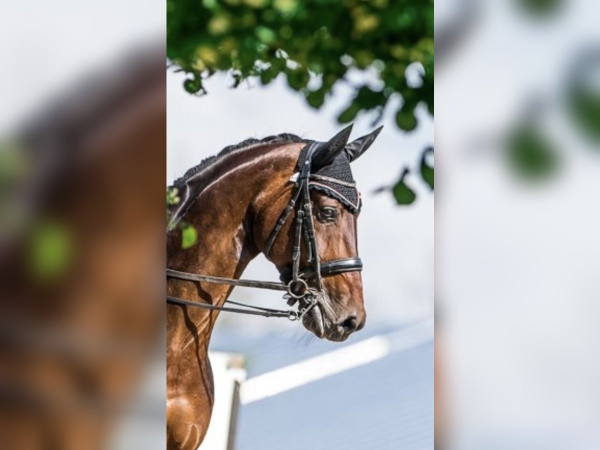 KWPN Merrie 14 Jaar 170 cm Roodbruin in Schore