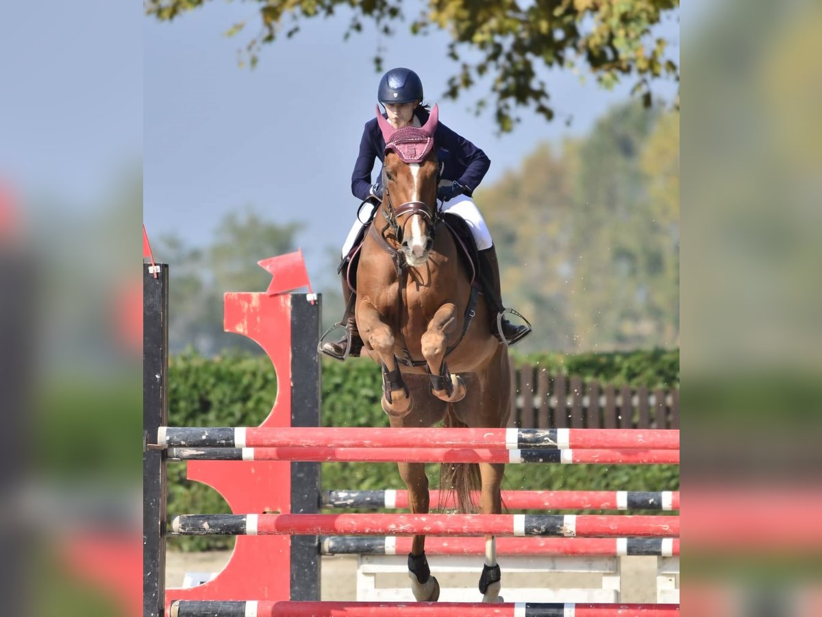KWPN Merrie 14 Jaar 175 cm Vos in Como