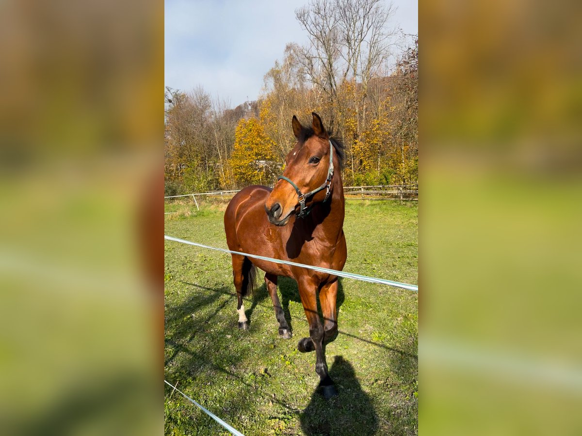 KWPN Merrie 15 Jaar 163 cm Bruin in Flums