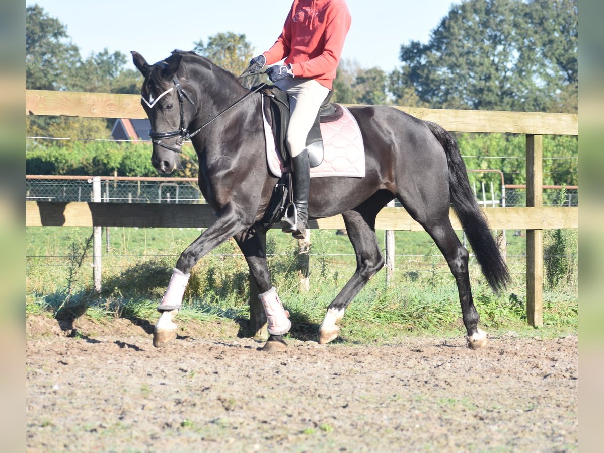 KWPN Merrie 15 Jaar 163 cm Zwart in Achtmaal