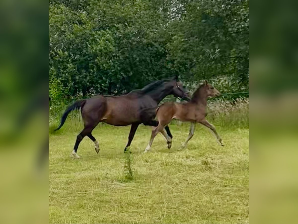 KWPN Merrie 15 Jaar 166 cm Donkerbruin in Horst