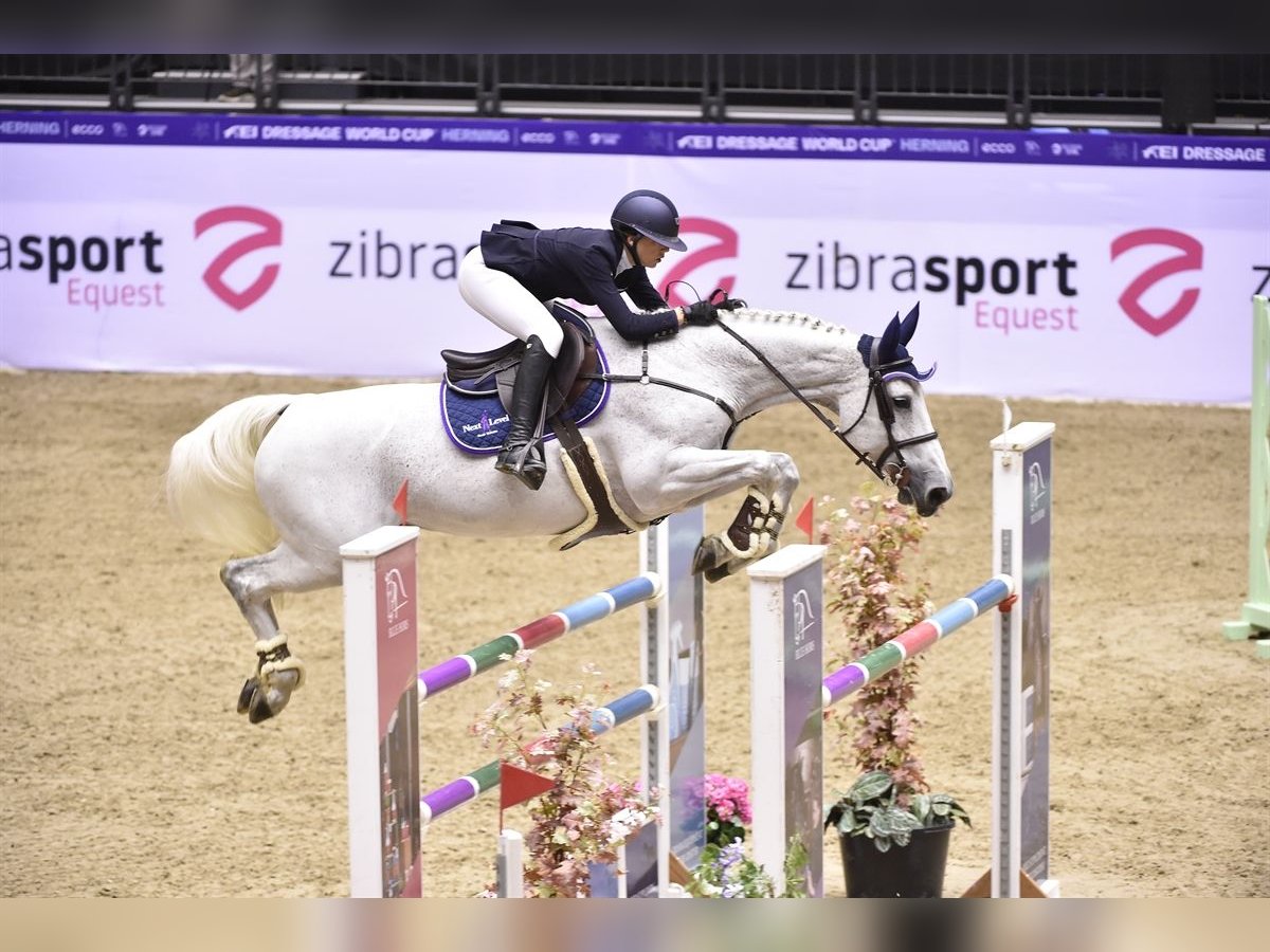 KWPN Merrie 15 Jaar 167 cm Schimmel in Veghel