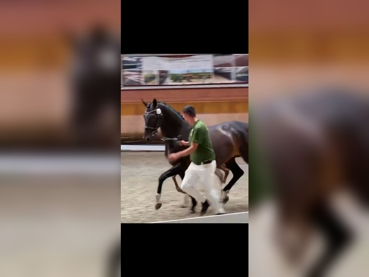 KWPN Merrie 15 Jaar 167 cm Zwartbruin in Rommerskirchen