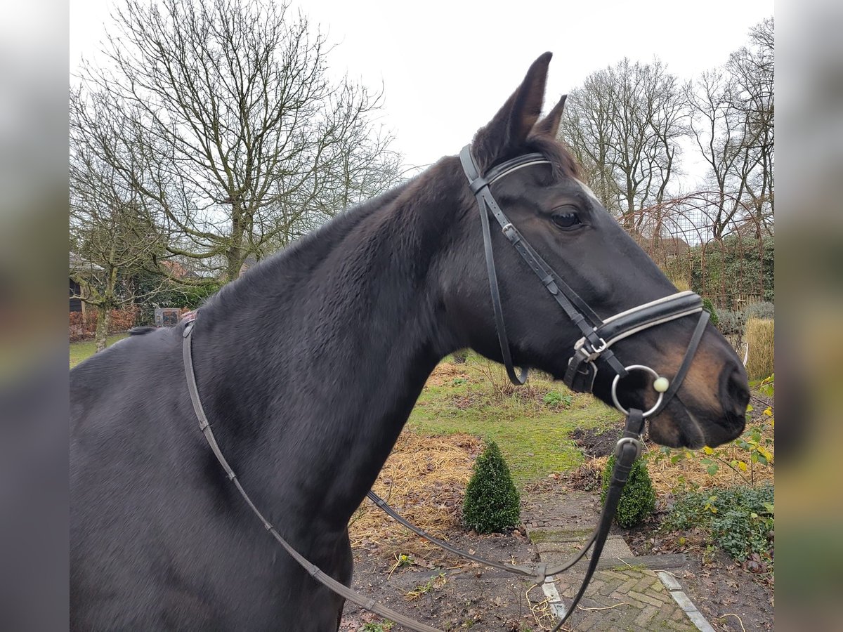 KWPN Merrie 15 Jaar 167 cm Zwartbruin in Uddel