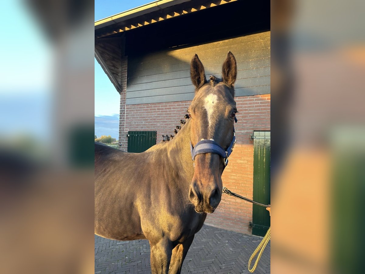 KWPN Merrie 15 Jaar 168 cm Donkerbruin in GROTE-BROGEL