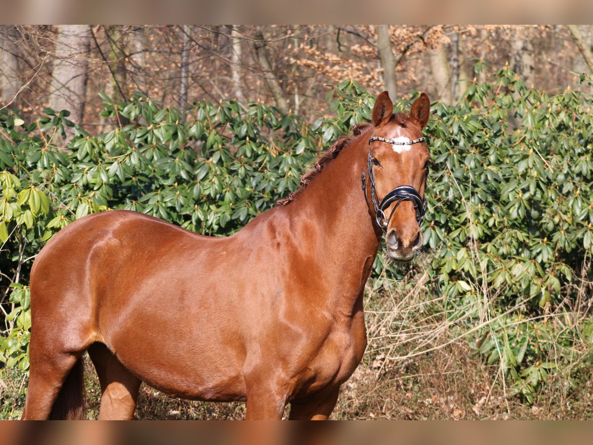 KWPN Merrie 15 Jaar 170 cm Vos in Darmstadt