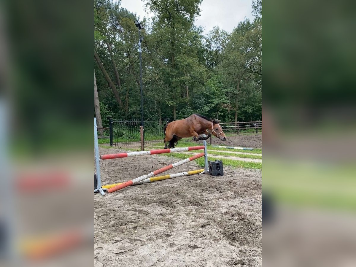 KWPN Merrie 16 Jaar 127 cm Bruin in Ossendrecht