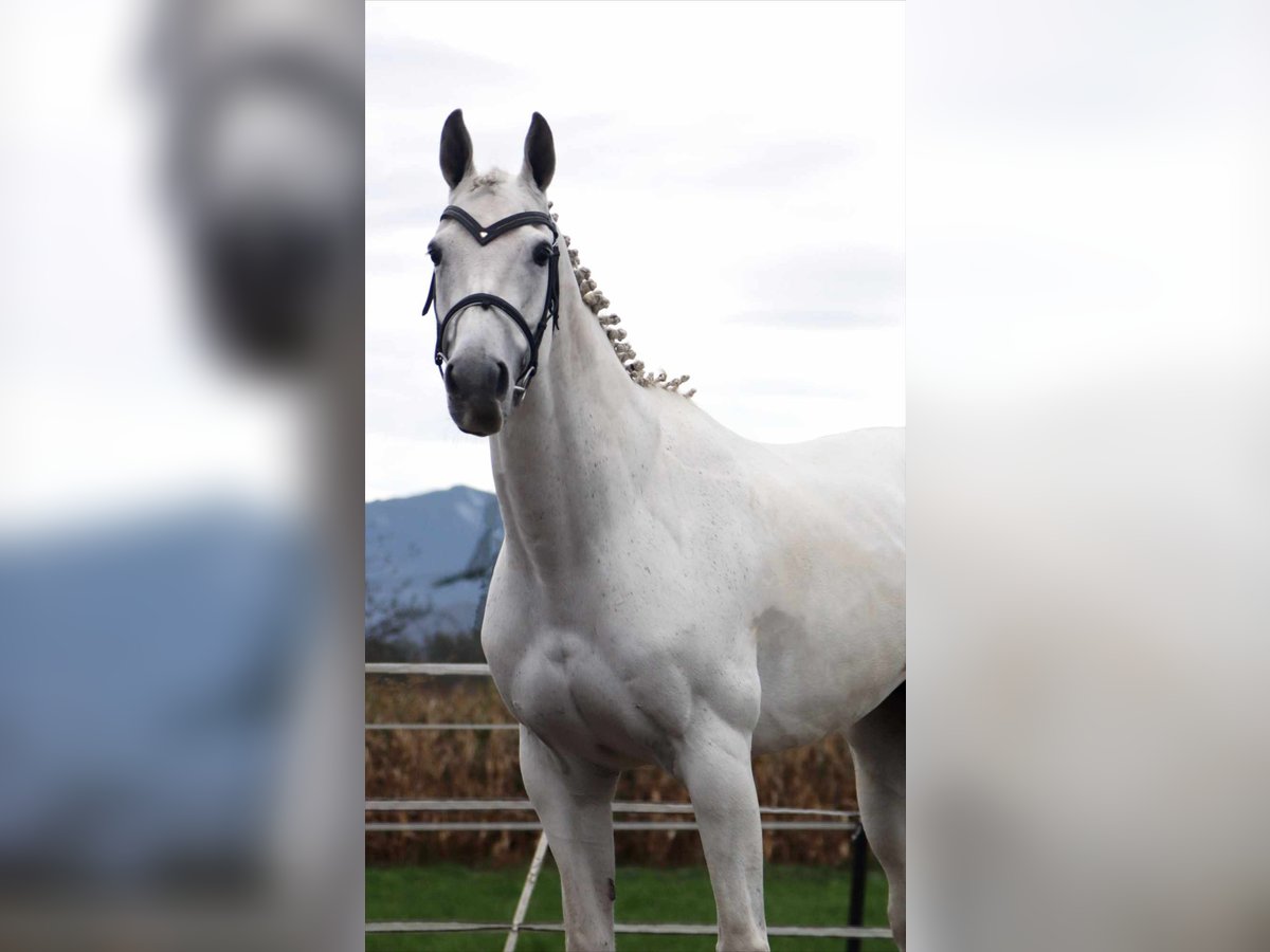 KWPN Merrie 16 Jaar 163 cm Schimmel in Kirchbichl