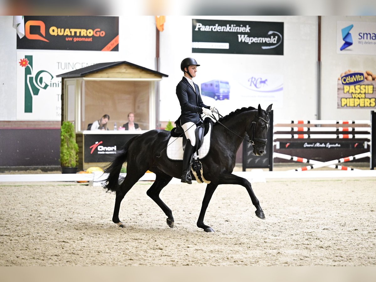 KWPN Merrie 16 Jaar 166 cm Zwart in IJsselmuiden