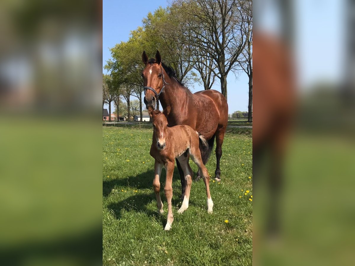 KWPN Merrie 16 Jaar 174 cm Bruin in Venray
