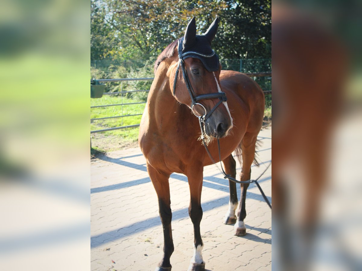 KWPN Merrie 16 Jaar Bruin in Löningen