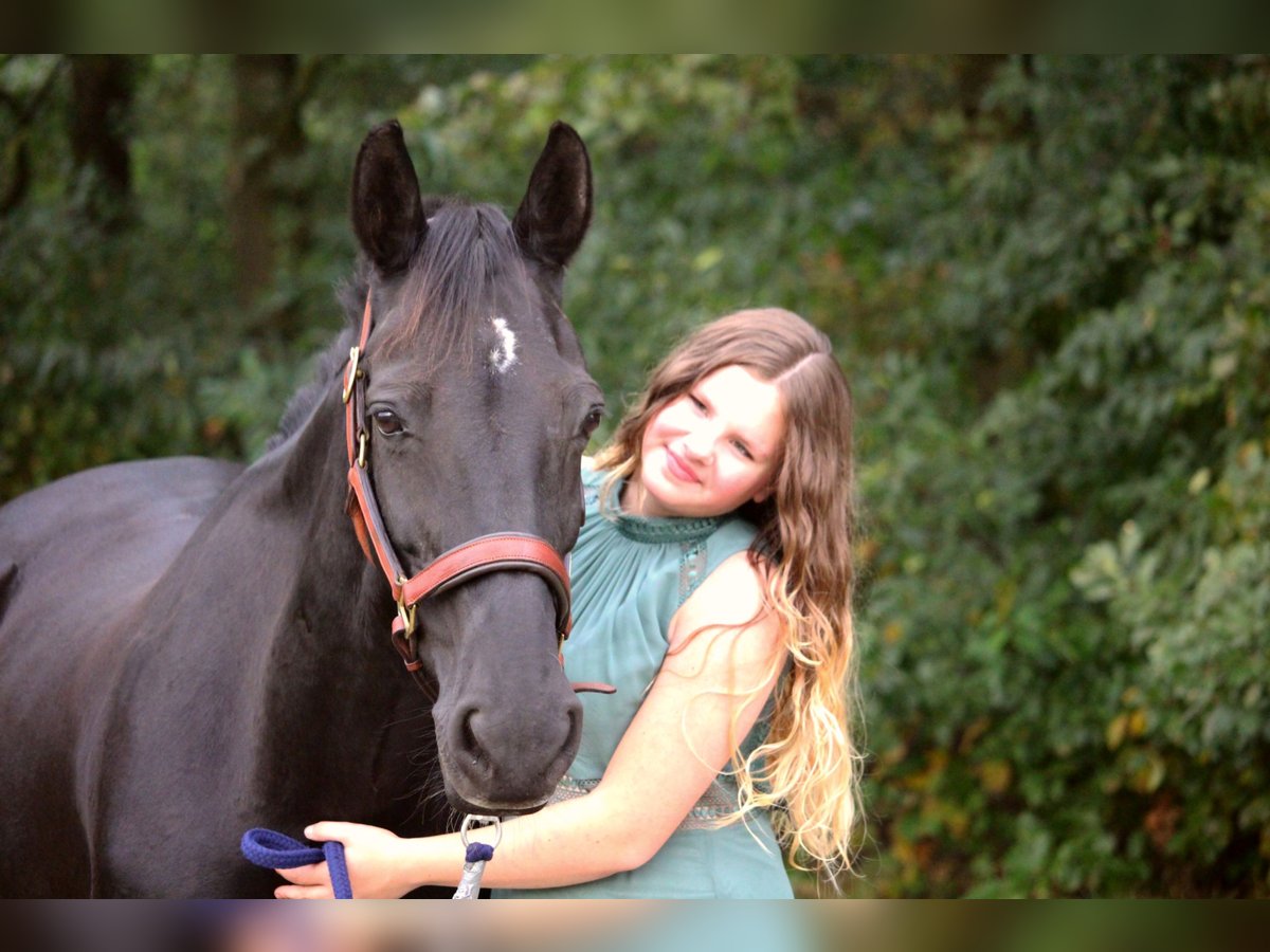 KWPN Merrie 17 Jaar 150 cm Zwartbruin in Neuenhaus