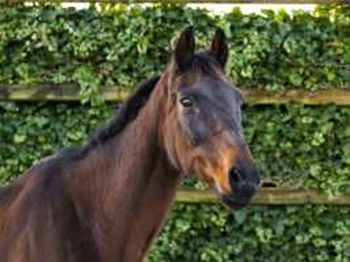 KWPN Merrie 18 Jaar 160 cm Bruin in Waddinxveen