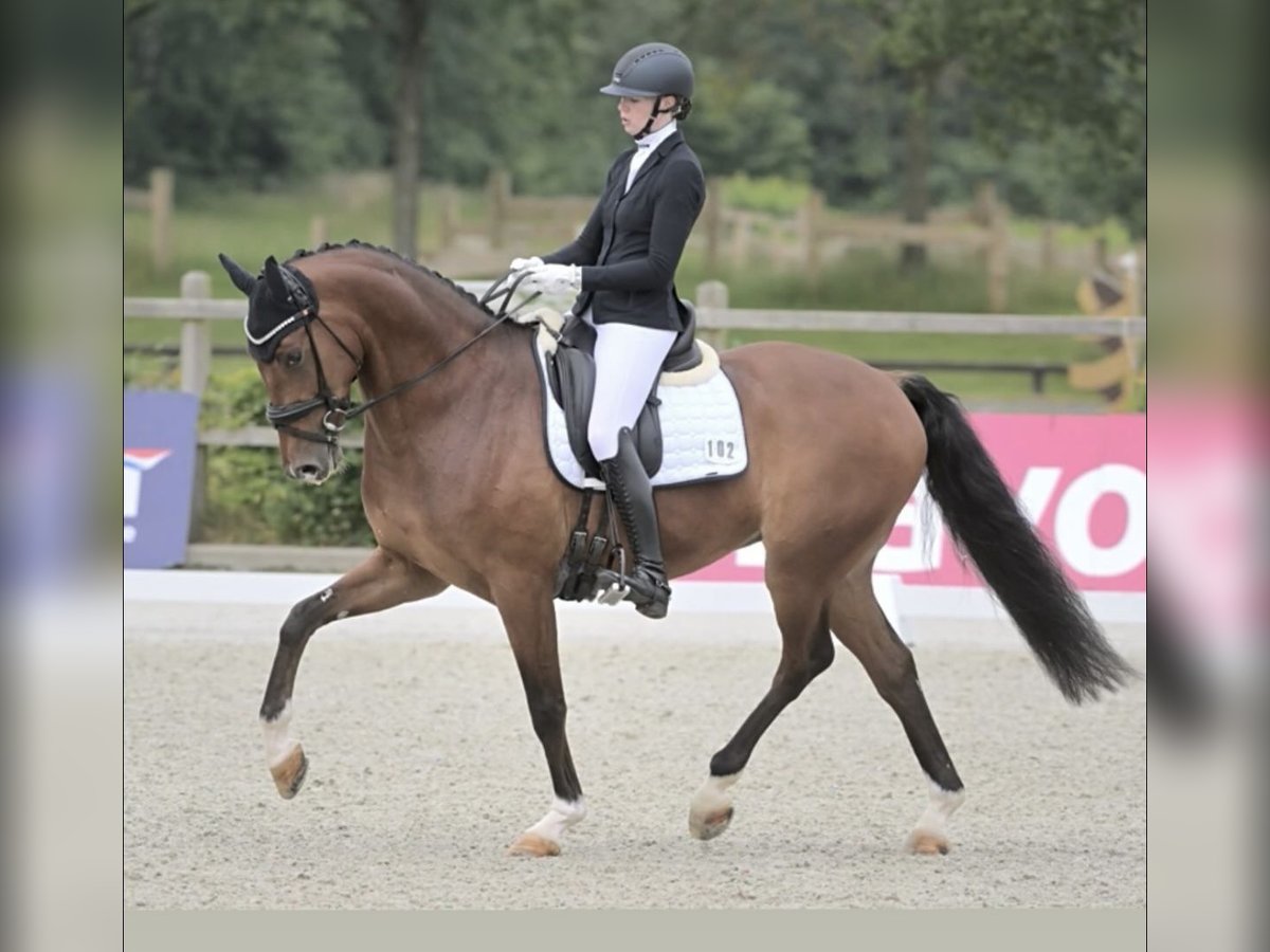 KWPN Merrie 18 Jaar 165 cm Bruin in Lebach