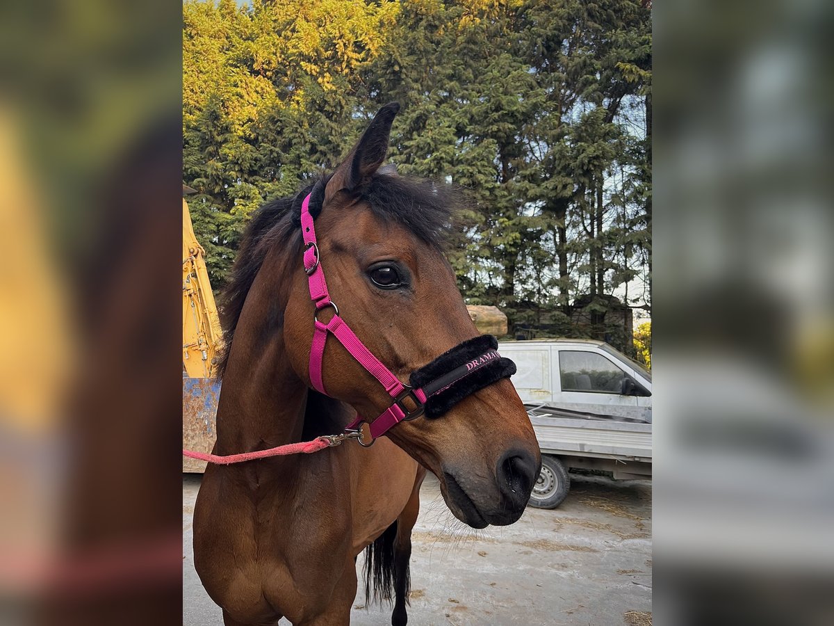 KWPN Merrie 18 Jaar 170 cm Bruin in Londerzeel