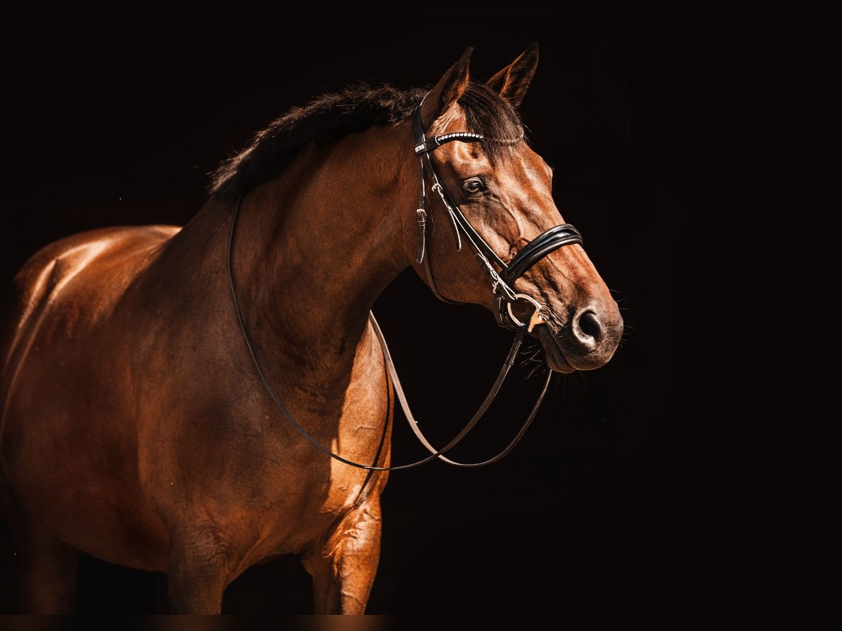 KWPN Merrie 19 Jaar 165 cm Donkerbruin in Winzer