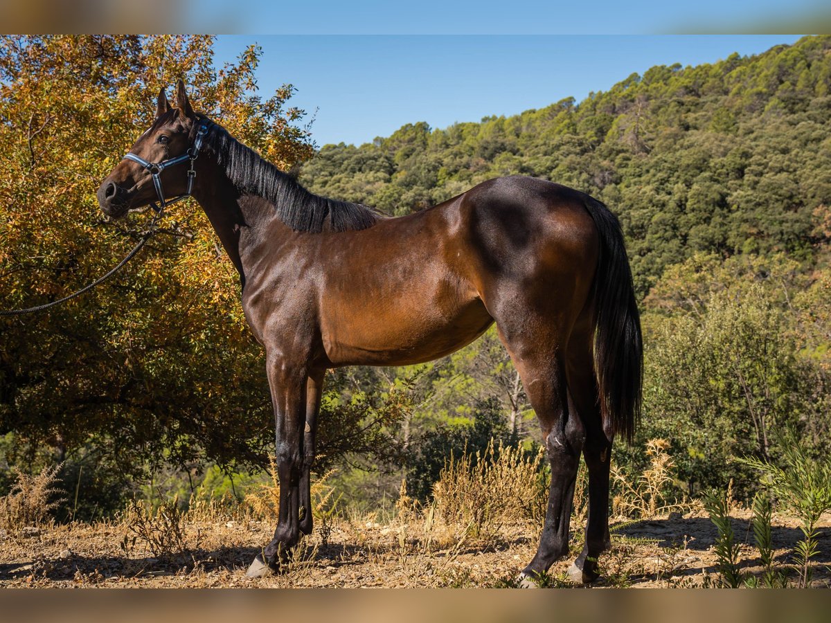 KWPN Merrie 1 Jaar 152 cm Bruin in Jaen