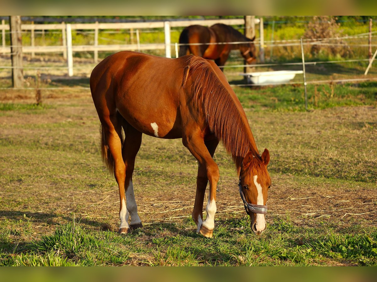 KWPN Merrie 1 Jaar 155 cm Vos in Drwalew