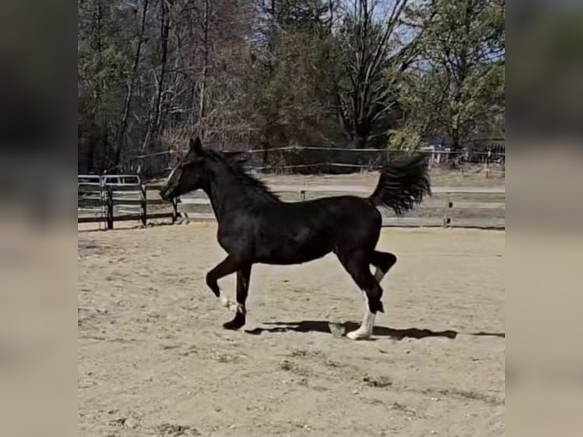 KWPN Merrie 1 Jaar 163 cm Zwart in Marlborough