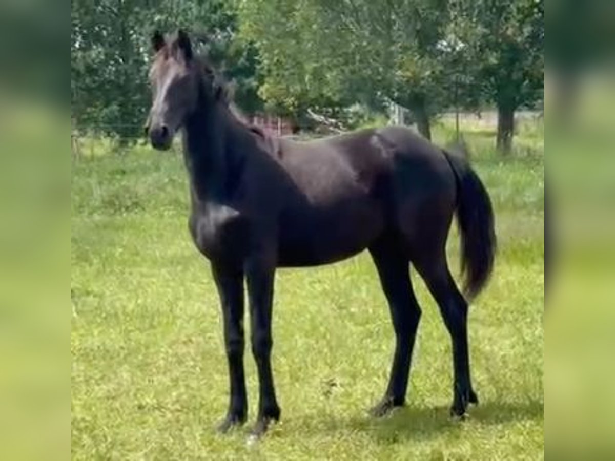 KWPN Merrie 1 Jaar 169 cm Zwart in Ruddervoorde