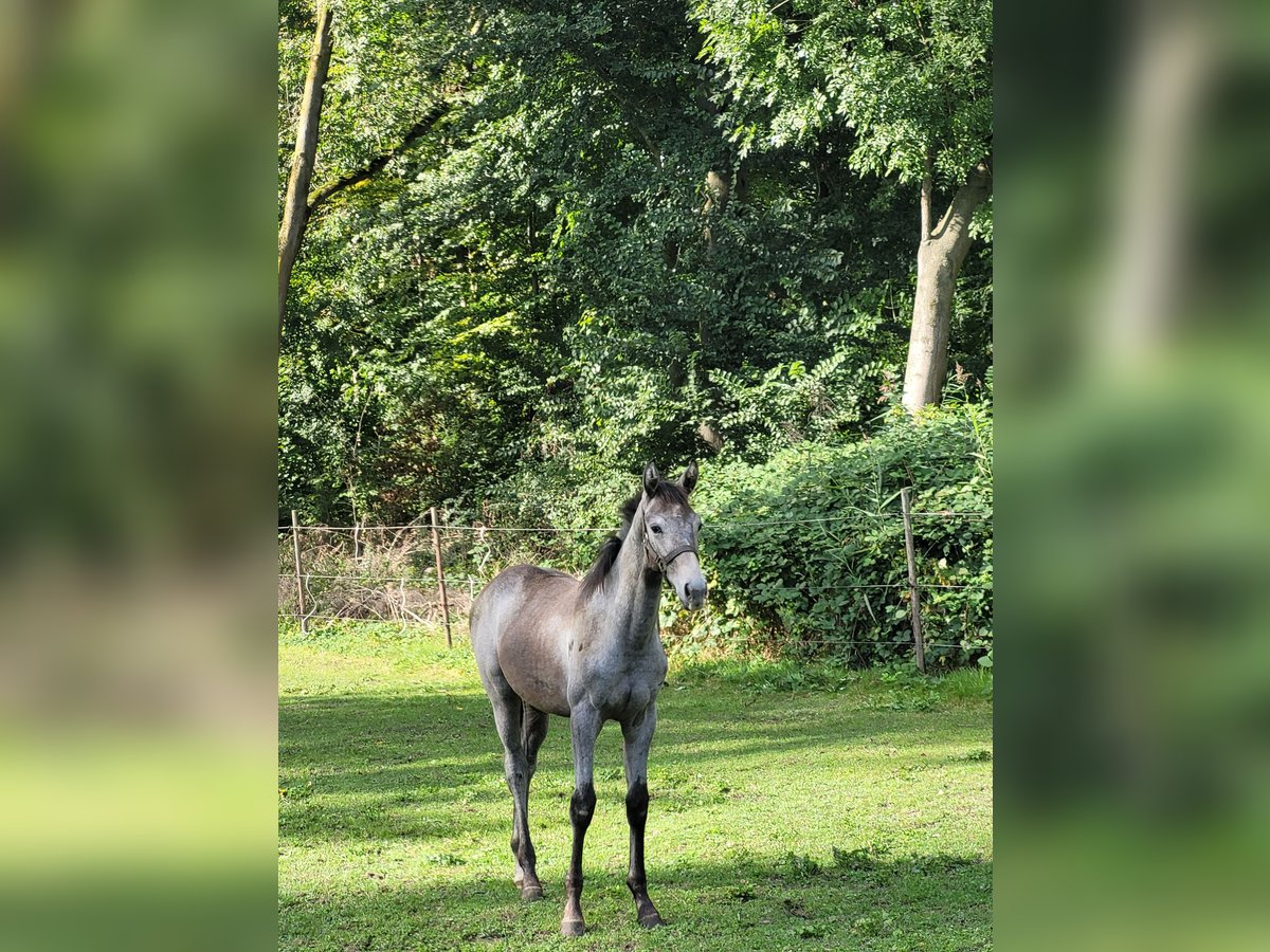 KWPN Merrie 1 Jaar 170 cm Schimmel in Swifterbant