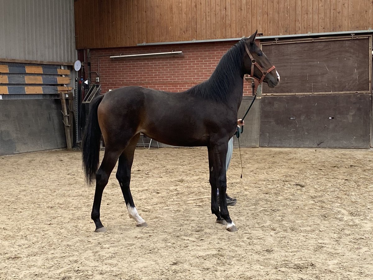 KWPN Merrie 1 Jaar Donkerbruin in Mijnsheerenland