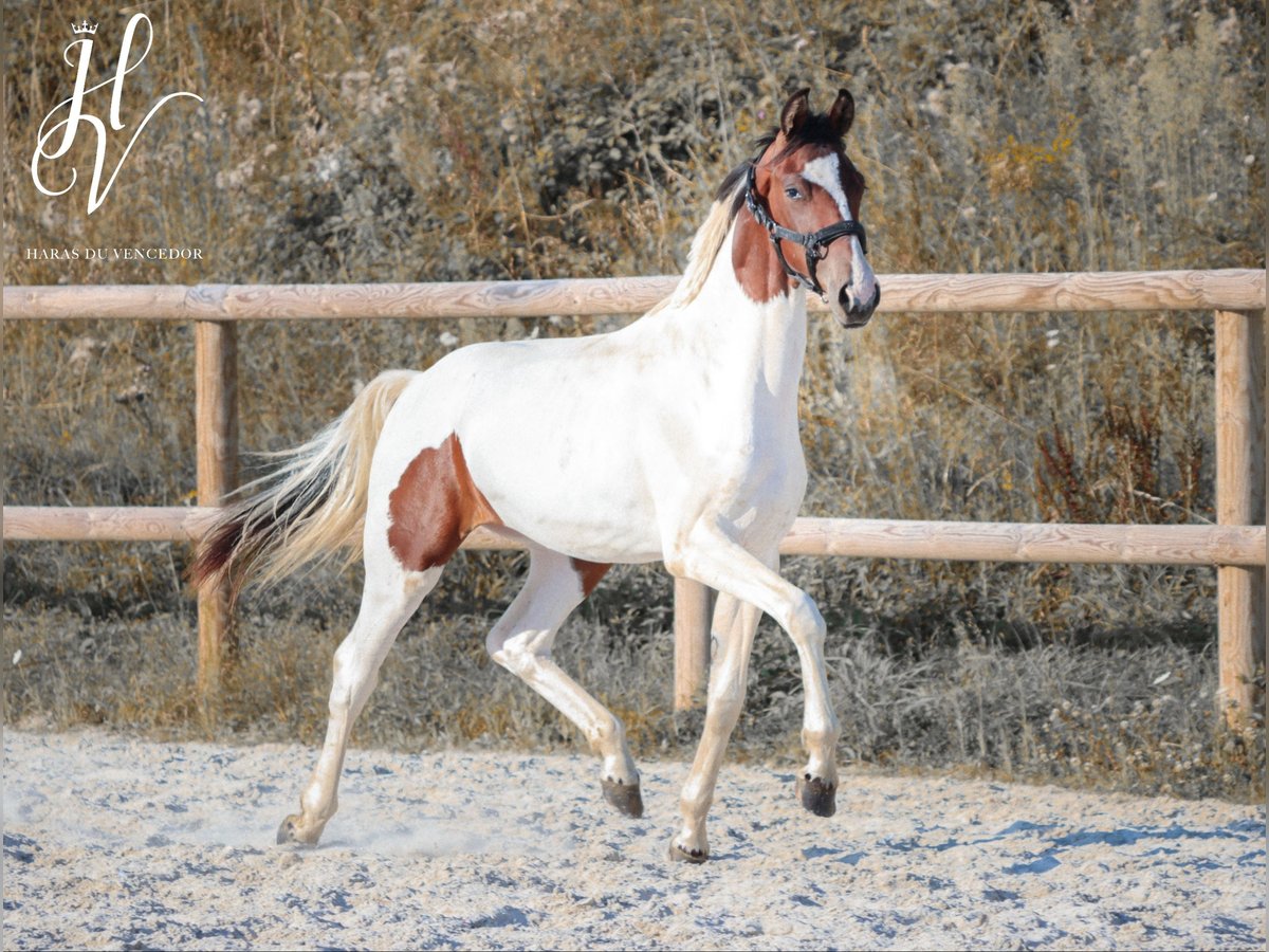 KWPN Merrie 1 Jaar Tobiano-alle-kleuren in Grury