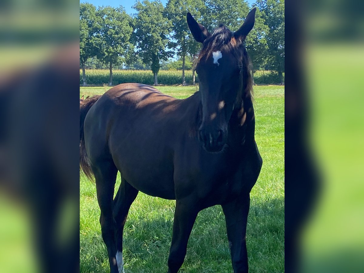 KWPN Merrie 1 Jaar Zwart in Geesteren