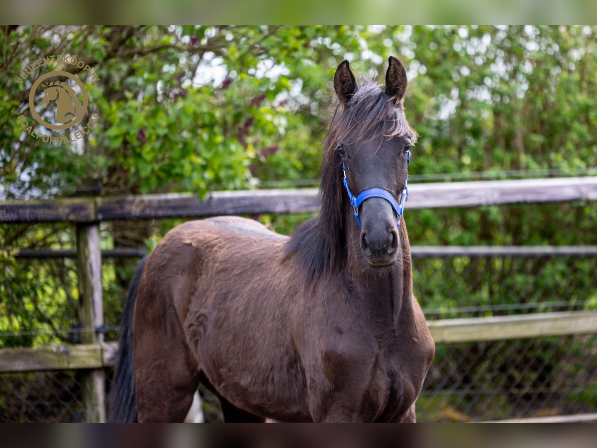 KWPN Merrie 1 Jaar Zwartbruin in Lith