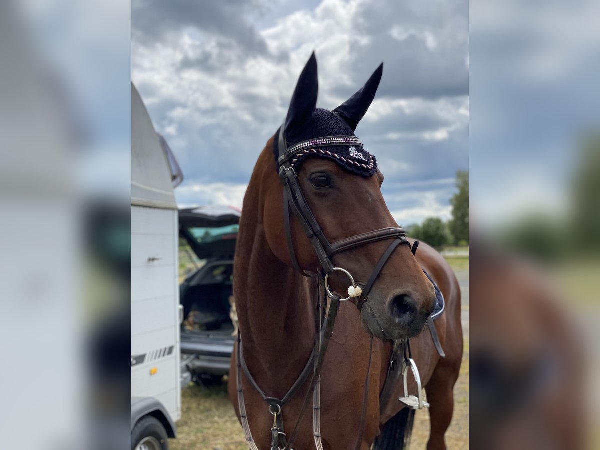 KWPN Merrie 20 Jaar 164 cm Donkerbruin in Idstein